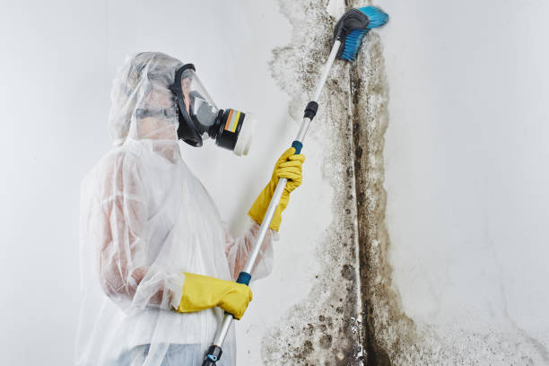 Why You Should Choose Our Mold Remediation Services in Longview, TX